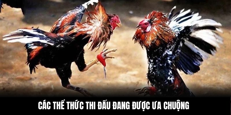 Các thể thức thi đấu đang được ưa chuộng