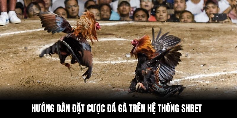 Hướng dẫn đặt cược đá gà trên hệ thống Shbet
