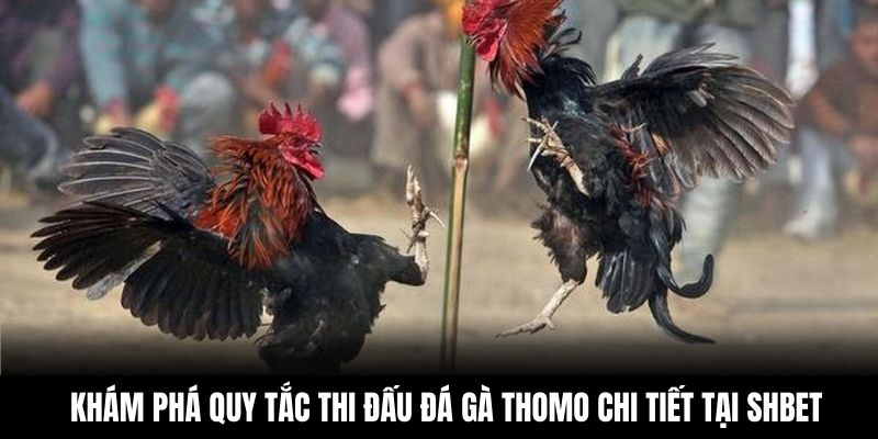 Khám phá quy tắc thi đấu đá gà Thomo chi tiết tại Shbet