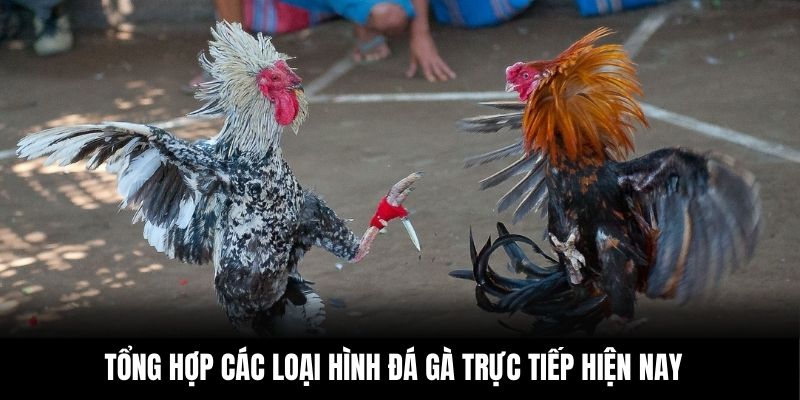 Tổng hợp các loại hình đá gà trực tiếp hiện nay
